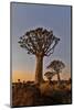 Quiver trees landscape at sunrise, Namibia-Darrell Gulin-Mounted Photographic Print