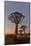 Quiver trees landscape at sunrise, Namibia-Darrell Gulin-Mounted Photographic Print