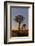 Quiver trees landscape at sunrise, Namibia-Darrell Gulin-Framed Photographic Print