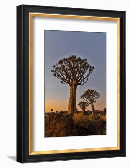 Quiver trees landscape at sunrise, Namibia-Darrell Gulin-Framed Photographic Print