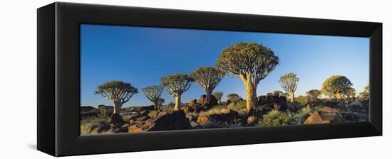 Quiver Trees, Namibia, Africa.-Lee Frost-Framed Premier Image Canvas