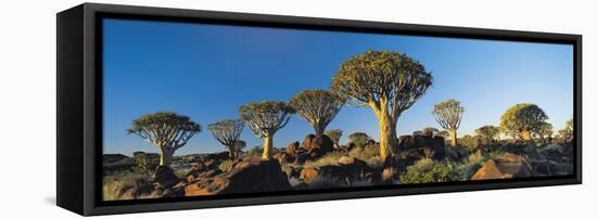 Quiver Trees, Namibia, Africa.-Lee Frost-Framed Premier Image Canvas