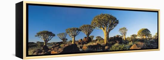 Quiver Trees, Namibia, Africa.-Lee Frost-Framed Premier Image Canvas