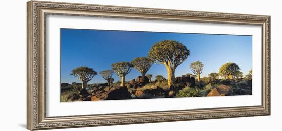 Quiver Trees, Namibia, Africa.-Lee Frost-Framed Photographic Print