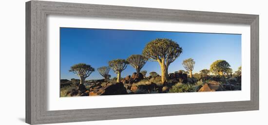 Quiver Trees, Namibia, Africa.-Lee Frost-Framed Photographic Print