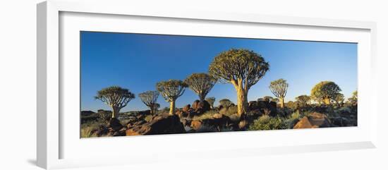 Quiver Trees, Namibia, Africa.-Lee Frost-Framed Photographic Print