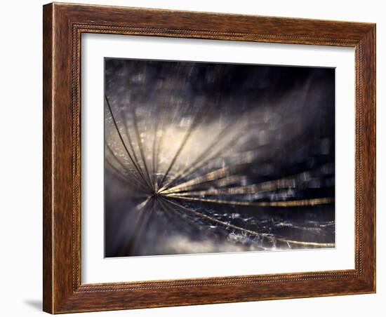 Quiver-Ursula Abresch-Framed Photographic Print