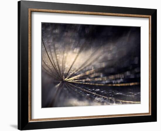 Quiver-Ursula Abresch-Framed Photographic Print