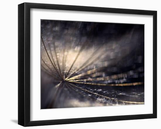 Quiver-Ursula Abresch-Framed Photographic Print