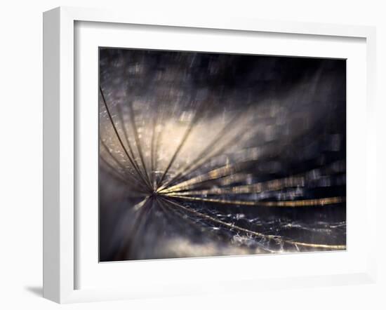 Quiver-Ursula Abresch-Framed Photographic Print