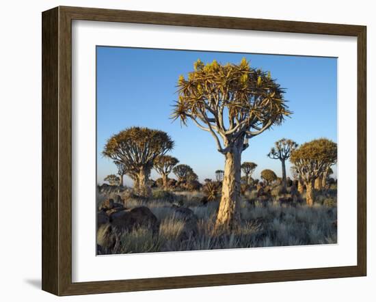 Quivertrees in a Forest, Close to the Southern Kalahari, Namibia-Nigel Pavitt-Framed Photographic Print