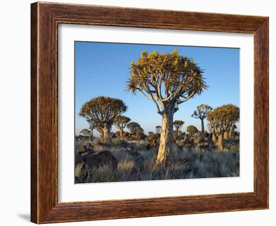 Quivertrees in a Forest, Close to the Southern Kalahari, Namibia-Nigel Pavitt-Framed Photographic Print