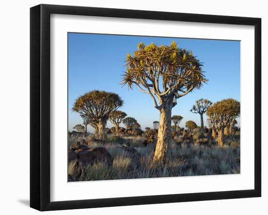 Quivertrees in a Forest, Close to the Southern Kalahari, Namibia-Nigel Pavitt-Framed Photographic Print