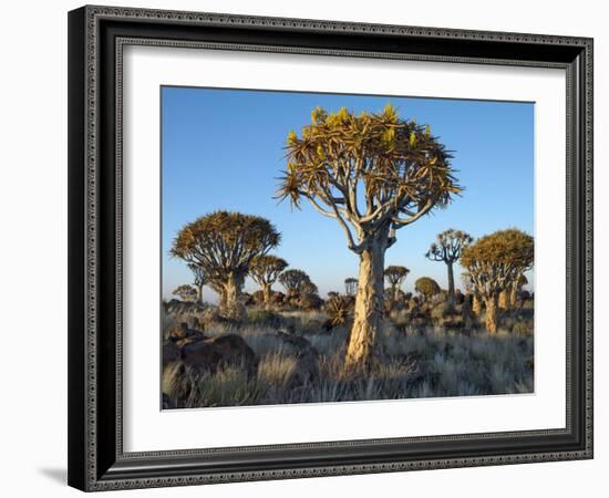 Quivertrees in a Forest, Close to the Southern Kalahari, Namibia-Nigel Pavitt-Framed Photographic Print