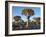 Quivertrees in a Forest, Close to the Southern Kalahari, Namibia-Nigel Pavitt-Framed Photographic Print