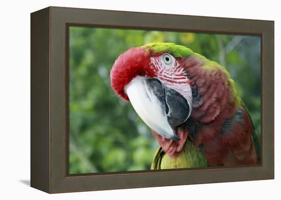 Quizacle Parrot-Karen Williams-Framed Premier Image Canvas