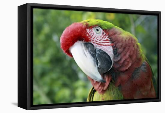 Quizacle Parrot-Karen Williams-Framed Premier Image Canvas