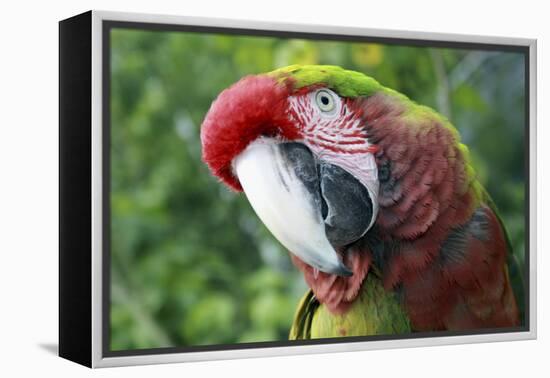 Quizacle Parrot-Karen Williams-Framed Premier Image Canvas