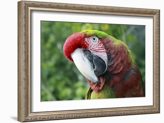 Quizacle Parrot-Karen Williams-Framed Photographic Print