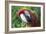 Quizacle Parrot-Karen Williams-Framed Photographic Print