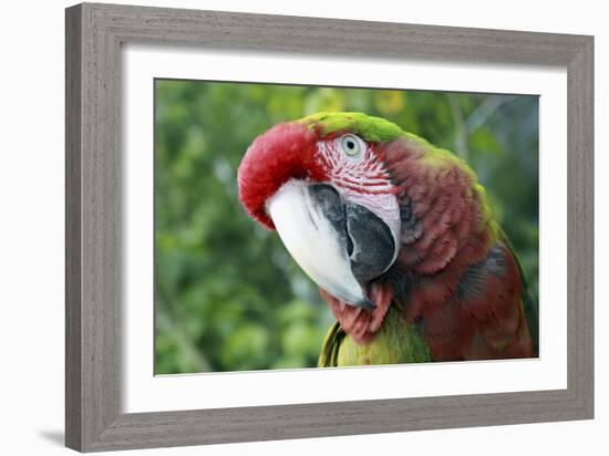 Quizacle Parrot-Karen Williams-Framed Photographic Print