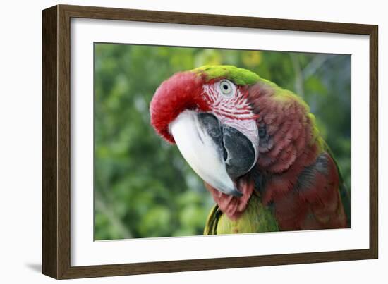 Quizacle Parrot-Karen Williams-Framed Photographic Print