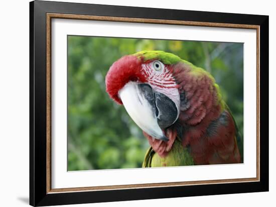 Quizacle Parrot-Karen Williams-Framed Photographic Print