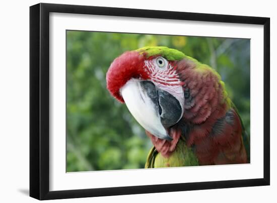 Quizacle Parrot-Karen Williams-Framed Photographic Print