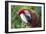 Quizacle Parrot-Karen Williams-Framed Photographic Print