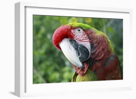 Quizacle Parrot-Karen Williams-Framed Photographic Print