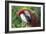 Quizacle Parrot-Karen Williams-Framed Photographic Print