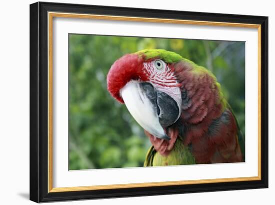 Quizacle Parrot-Karen Williams-Framed Photographic Print