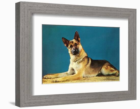 Quizzical German Shepherd-Found Image Press-Framed Photographic Print