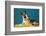 Quizzical German Shepherd-Found Image Press-Framed Photographic Print