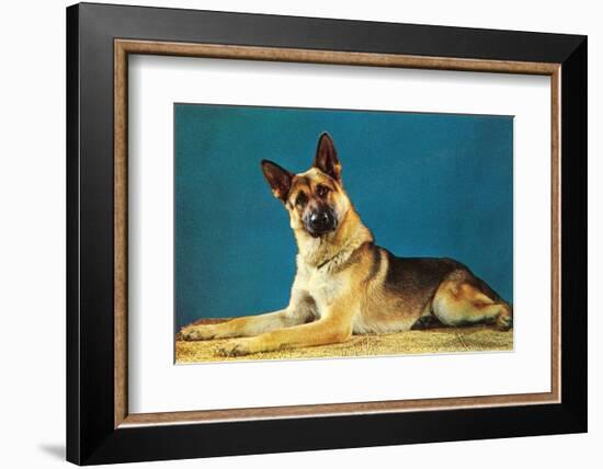 Quizzical German Shepherd-Found Image Press-Framed Photographic Print