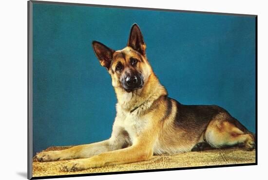 Quizzical German Shepherd-Found Image Press-Mounted Photographic Print