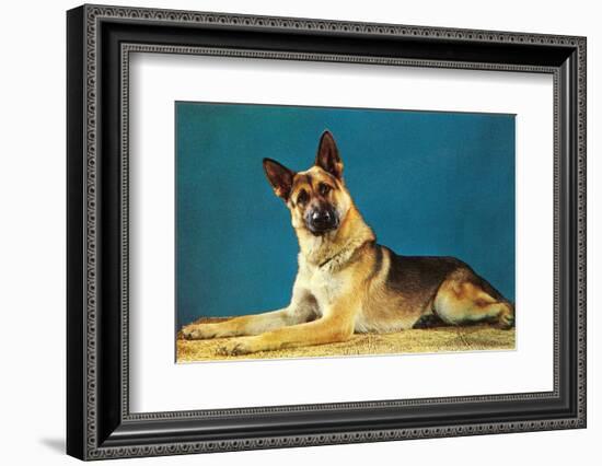 Quizzical German Shepherd-Found Image Press-Framed Photographic Print