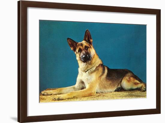 Quizzical German Shepherd-Found Image Press-Framed Photographic Print