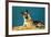 Quizzical German Shepherd-Found Image Press-Framed Photographic Print