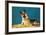 Quizzical German Shepherd-Found Image Press-Framed Photographic Print