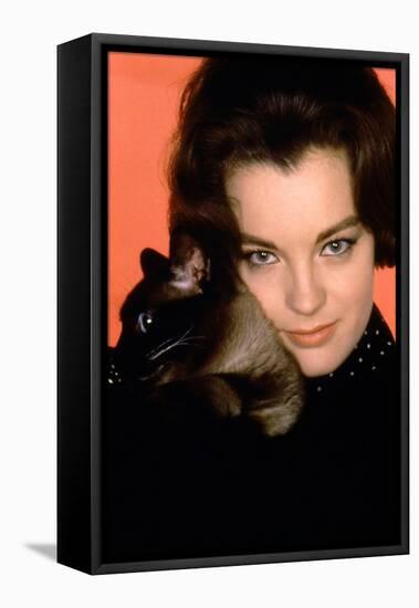 Quoi by neuf Pussycat WHAT'S NEW PUSSYCAT ?de CliveDonner with Romy Schneider, 1965 (photo)-null-Framed Stretched Canvas