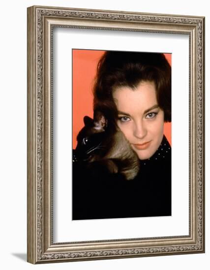 Quoi by neuf Pussycat WHAT'S NEW PUSSYCAT ?de CliveDonner with Romy Schneider, 1965 (photo)-null-Framed Photo