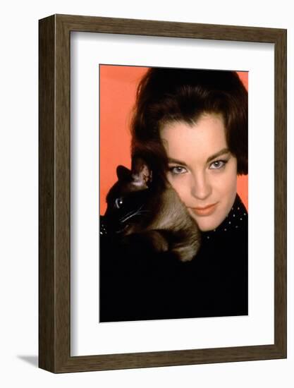 Quoi by neuf Pussycat WHAT'S NEW PUSSYCAT ?de CliveDonner with Romy Schneider, 1965 (photo)-null-Framed Photo