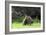 Quokka Female and Young-null-Framed Photographic Print