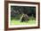 Quokka Female and Young-null-Framed Photographic Print