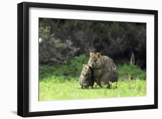 Quokka Female and Young-null-Framed Photographic Print