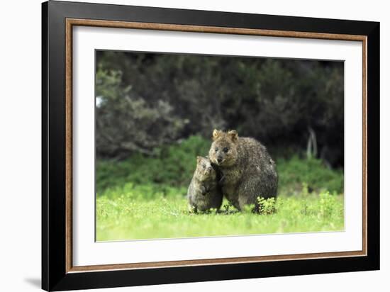 Quokka Female and Young-null-Framed Photographic Print