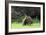 Quokka Female and Young-null-Framed Photographic Print