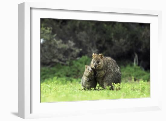 Quokka Female and Young-null-Framed Photographic Print