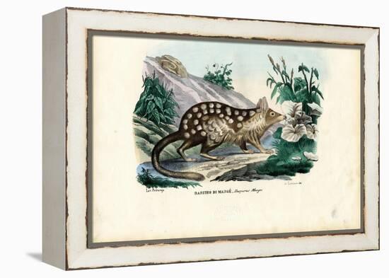 Quoll, 1863-79-Raimundo Petraroja-Framed Premier Image Canvas